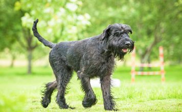 Giant Schnauzer
