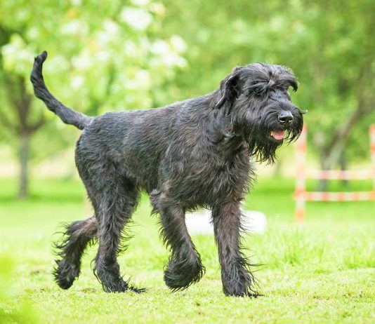 Giant Schnauzer