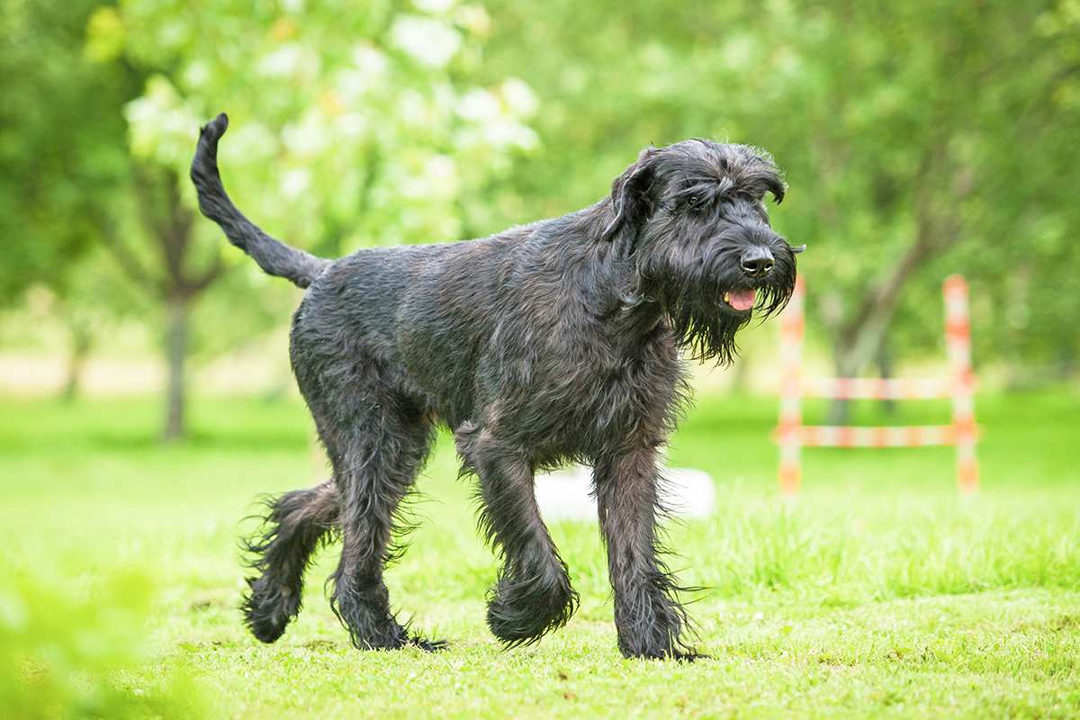 How Much Does A Giant Schnauzer Weight