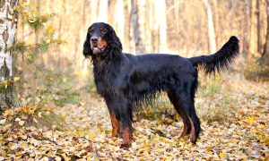 Gordon Setter - A pheasant and quail hunting dog