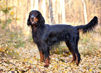 Gordon Setter - A pheasant and quail hunting dog Gordon Setter