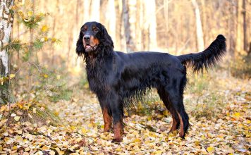 Gordon Setter