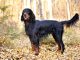 Gordon Setter