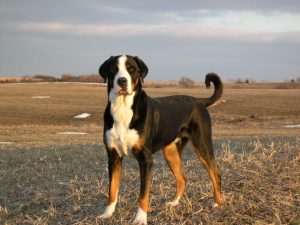 Greater Swiss Mountain Dog -  Versatile Working Dog