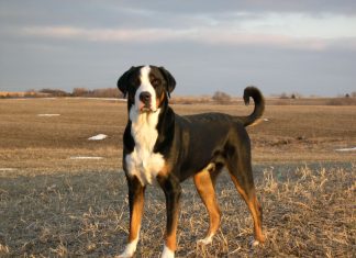 Greater Swiss Mountain Dog - Versatile Working Dog Greater Swiss Mountain Dog