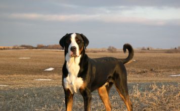 Greater Swiss Mountain Dog