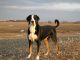 Greater Swiss Mountain Dog