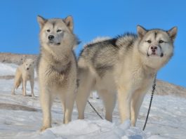 Greenland Dog