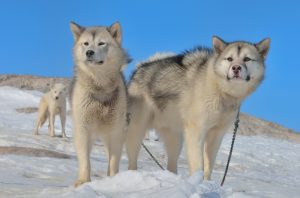 Greenland Dog - A Versatile Hunting Dog