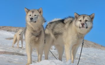 Greenland Dog