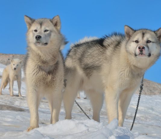 Greenland Dog