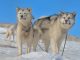 Greenland Dog