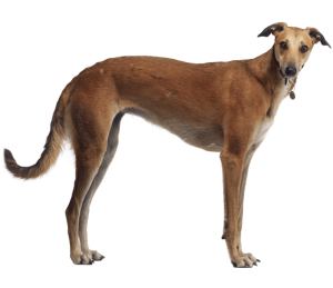 Greyhound - A Racing Dog Breed