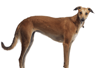 Greyhound