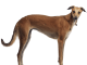 Greyhound