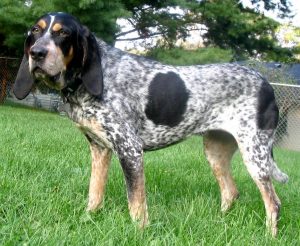 Griffon Bleu de Gascogne - Scent Hound Category Dog