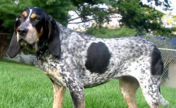 Griffon Bleu de Gascogne