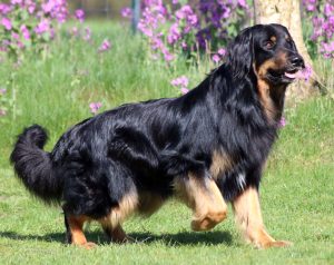 Hovawart - A Guard Dog