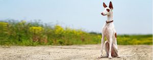 Ibizan Hound - An Elegant and Agile Breed
