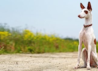 Ibizan Hound