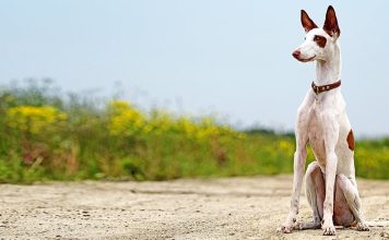 Ibizan Hound - An Elegant and Agile Breed Ibizan Hound