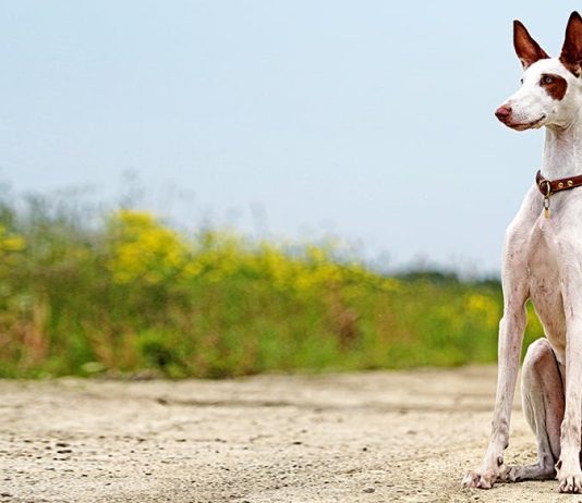 Ibizan Hound