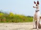 Ibizan Hound