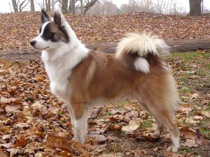 Icelandic Sheepdog - A Herding Dog