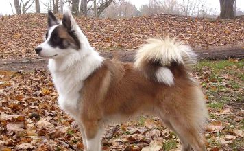 Icelandic Sheepdog