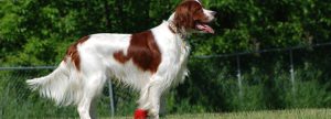 Irish Red and White Setter - Temperament, Facts, Puppies