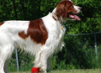 Irish Red and White Setter