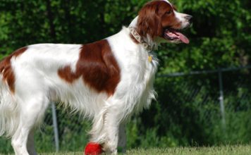 Irish Red and White Setter
