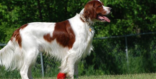 Irish Red and White Setter