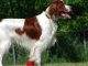 Irish Red and White Setter