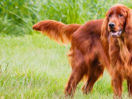 Irish Setter