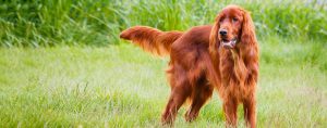 Irish Setter - Gundog and Family Dog