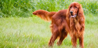 Irish Setter