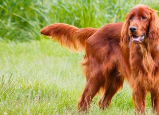 Irish Setter - Gundog and Family Dog Irish Setter