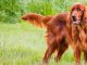 Irish Setter