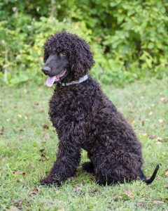 Irish Water Spaniel - Largest and Oldest Spaniel Breed