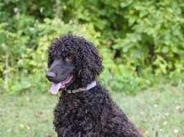 Irish Water Spaniel