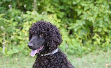 Irish Water Spaniel - Largest and Oldest Spaniel Breed Irish Water Spaniel