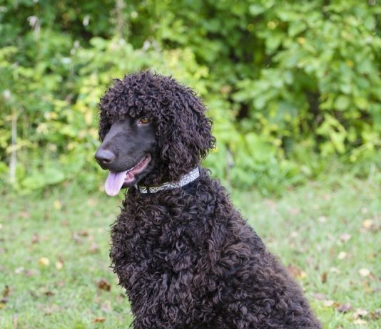 Irish Water Spaniel