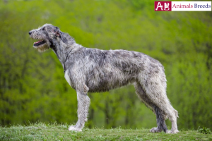 Irish Wolfhound - Wolf Hunting Dog