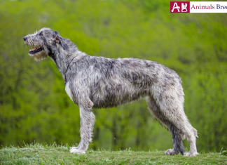 Irish Wolfhound - Wolf Hunting Dog Irish wolfhound