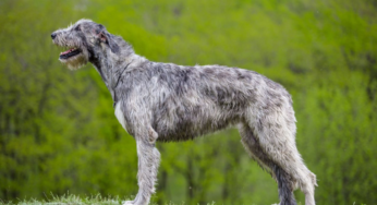 16+ Anjing irish wolfhound download