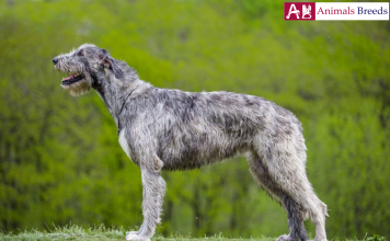Irish wolfhound