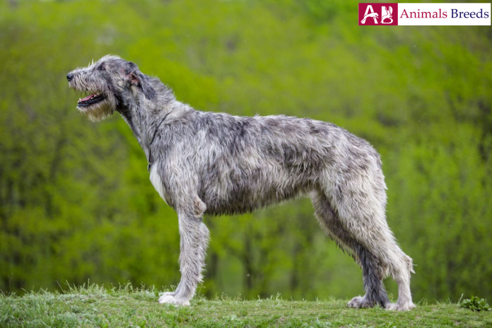 Irish Wolfhound Facts Temperament Price Puppies Breeders