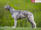 Irish wolfhound