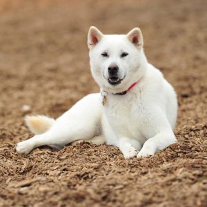 Kishu - Courageous Hunter